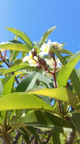 a banana tree with white flowers and green leaves at Boutique Hotel Tilos Mare in Livadia