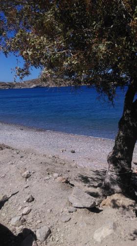 a tree on a beach next to a body of water at Boutique Hotel Tilos Mare in Livadia