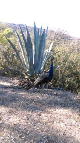 a peacock standing on the ground next to a plant at Boutique Hotel Tilos Mare in Livadia