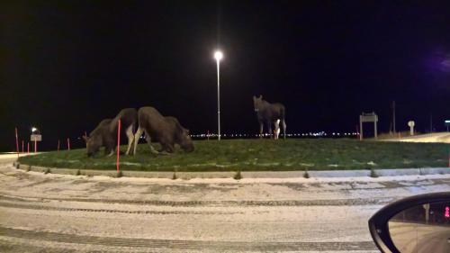 a group of horses standing on the grass at night at Bustad in Larseng