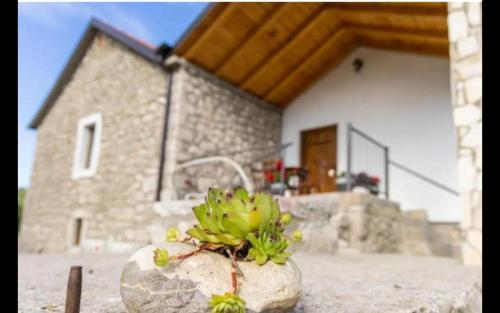 a plant on a rock in front of a house at Old House Piperi in Podgorica