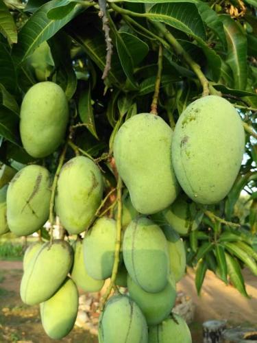 a bunch of green mangoes hanging from a tree at Nelu Villa Sigiriya in Sigiriya
