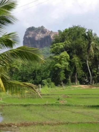 a mountain in the middle of a field with palm trees at Nelu Villa Sigiriya in Sigiriya