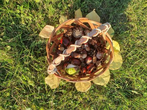 a basket full of mushrooms on the grass at ChillWagon in Sieraków