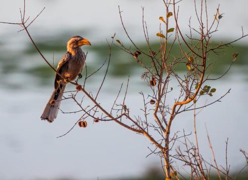 a bird perched on top of a tree branch at LeoLapa in Hectorspruit