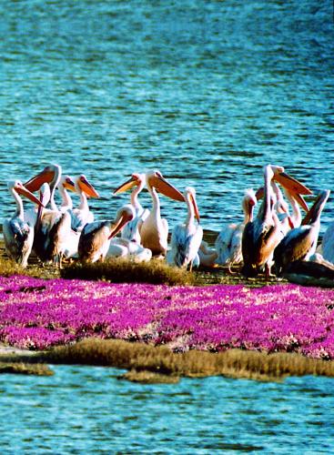 a flock of birds standing on an island in the water at Apolithomeno Dasos Holiday Villas near Alexandroupolis in Lefkimmi
