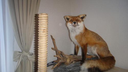 a dog standing on top of a table next to a stack at Pension Elisabeth in Vent