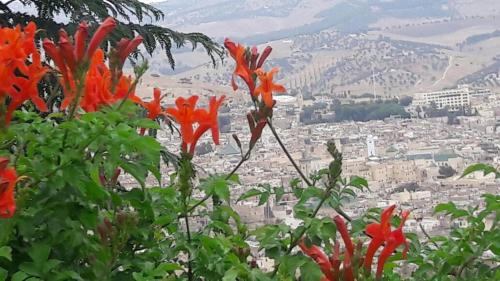 a group of orange flowers with a view of a city at Hotel Arena Fes in Fès