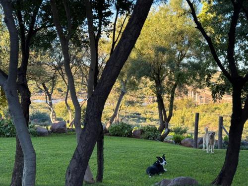 two animals sitting in the grass in a park with trees at Bridge View Hopetown in Hopetown