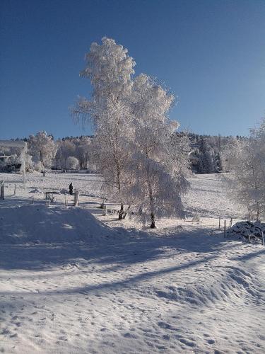 a tree in a field covered in snow at Apartmány Kuřátko in Benecko