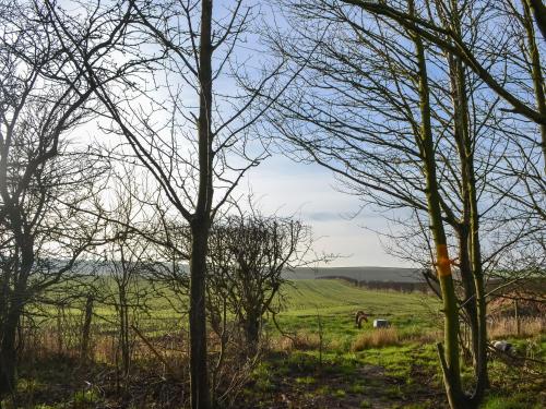 a field with trees and a horse in the distance at Beech - Uk47622 in Hunmanby