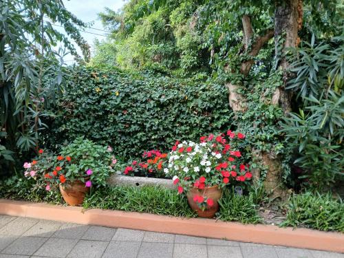 two pots of flowers in front of a hedge at Corredoura Garden in Caldelas