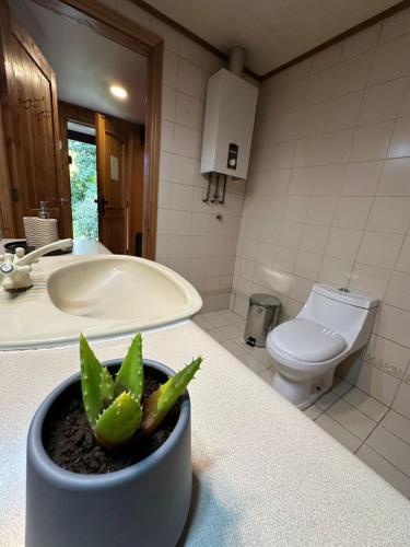 a bathroom with a toilet and a potted plant on a counter at Casa Amparo in Frutillar