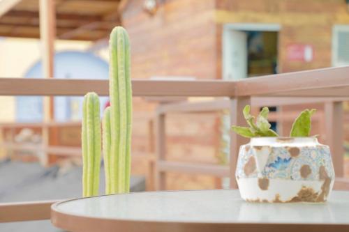 a green cactus in a pot sitting on a table at Mediterraneo Hotel in Iquique