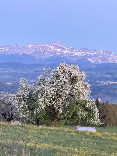 a tree in a field with mountains in the background at Apartment with charm and dream view in Hosenruck