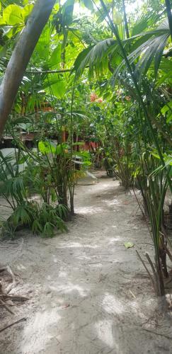 ein Garten mit vielen Bäumen und Pflanzen in der Unterkunft Bongosurfcamp in Mompiche
