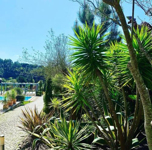 a garden with palm trees and a swimming pool at Casa na Praia do Meco in Sesimbra