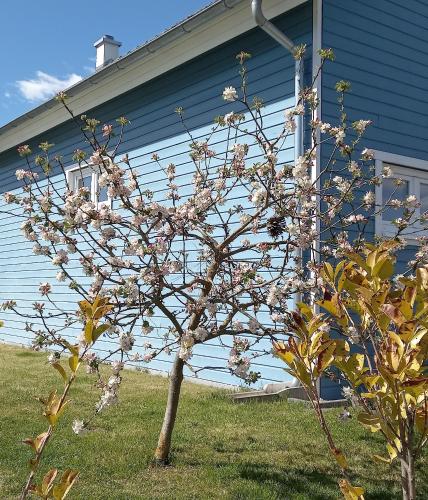 a tree with pink flowers in front of a house at Hus 25 Wandlitz Zerpenschleuse in Wandlitz