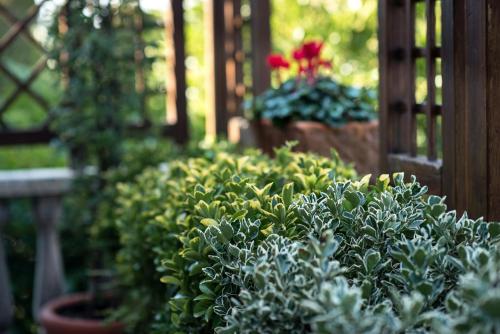 a group of plants and flowers in a garden at Villa Margherita in Mira