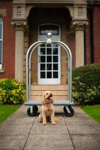 a dog sitting on a bench in front of a house at Delta Hotels by Marriott Preston in Preston