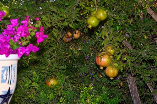 a wall with plants and flowers and a vase with flowers at Onar Studios in Koufonisia