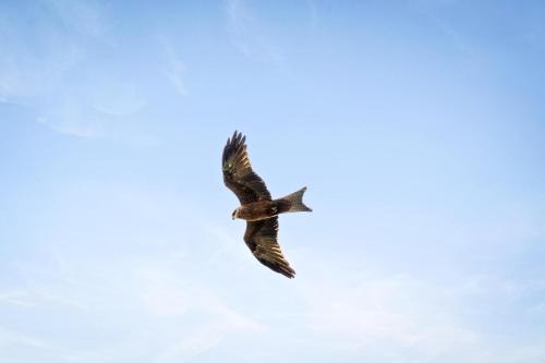 a bird flying in the sky at Tiny Regen Farm Stay by Tiny Away in Lawrence