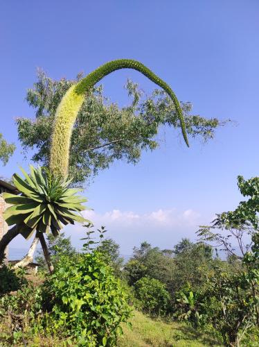 a green plant is growing on a tree at Deumai Homestay in Ilām