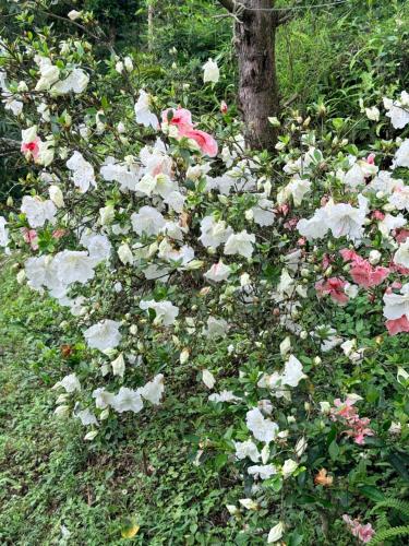 a field of flowers in front of a tree at Deumai Homestay in Ilām