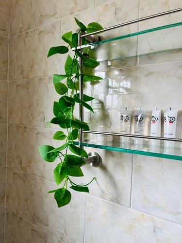a green plant sitting on a glass shelf in a bathroom at Aurum Stays in Gaborone