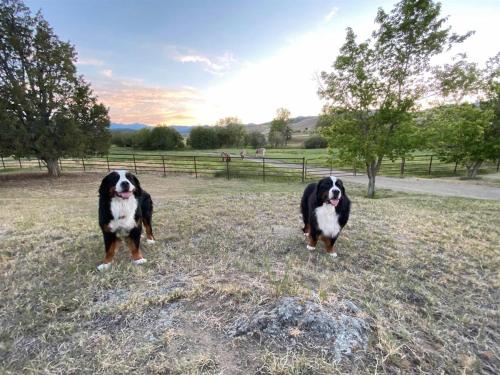 two black and white dogs standing in a field at Charming, Spacious, Contemporary Mountain Retreat in Whitehall