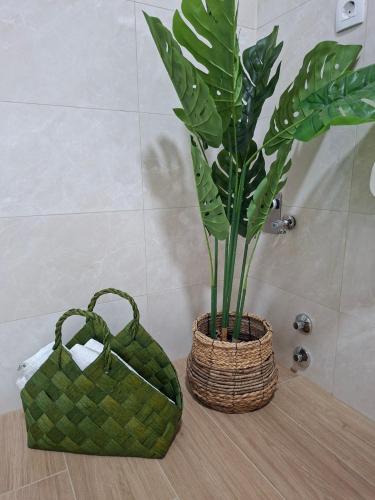 a green plant in a basket next to a purse at Apartments Elvira in Sveta Nedelja
