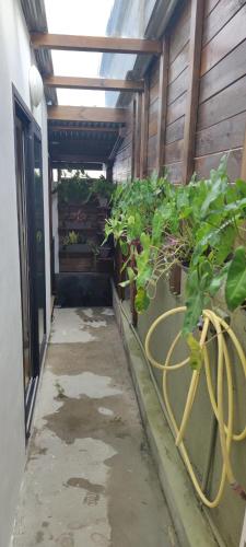 a greenhouse with green plants in it at Fleur de Vanille in Saint-Philippe