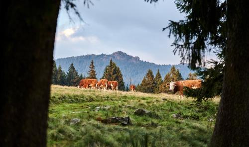 a herd of cows walking in a field at Rehwinkel in Bodenmais