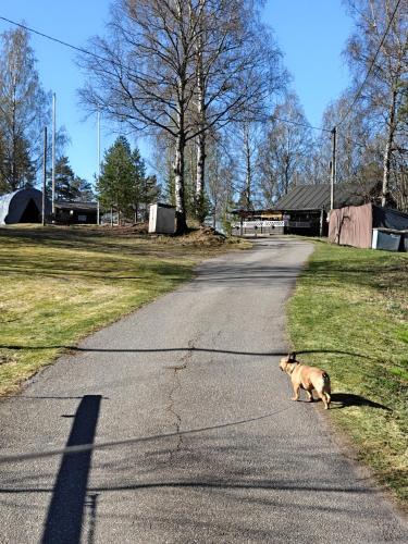 a dog is walking down a road at Aitta majoitus in Kouvola