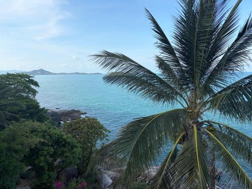 a palm tree in front of the ocean at Noahs Ark Beach in Nathon Bay