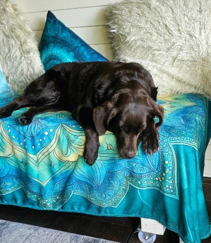 a black dog laying on a blue blanket on a bed at Villa India A-Frame in Ledenik