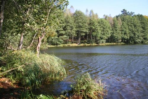 a body of water with trees in the background at Bobrowa Przystań in Czechyń