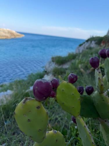 a bunch of purple and green plants with the ocean in the background at The Sunflower in Lecce