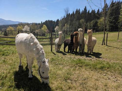 a white horse grazing in a field with a group of sheep at Waldlerhof in Patersdorf