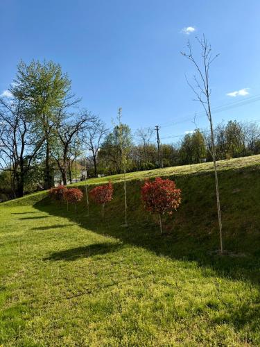 a row of trees on a grassy hill at Hotel Victoria in Măldăreşti