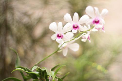 a group of white flowers on a plant at Pousada Manga Rosa Beira Mar in Natal