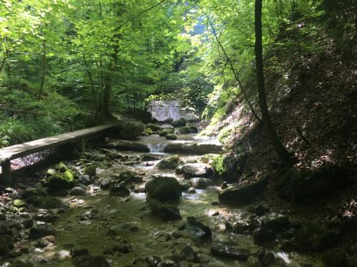 a creek with rocks and a bridge in a forest at Bed and Breakfast Oase im Seetal in Gelfingen