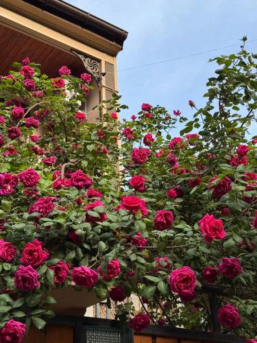 a bunch of roses growing on the side of a building at Hotel "Tbilisi Tales" in the heart of the Old City in Tbilisi City