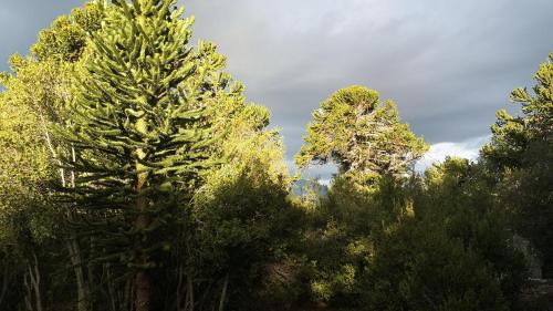 a group of trees in a field of bushes at Sueño de Pehuenia in Villa Pehuenia