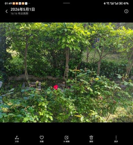 a garden filled with lots of plants and trees at Panorama Hills Villa in Budapest