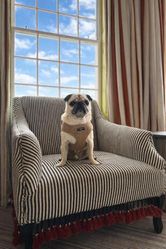 a pug dog sitting on a couch in a window at Drakes Hotel in Brighton & Hove