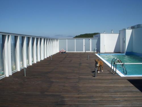 a dog standing on a boardwalk next to a swimming pool at Wechta with Sea View and Sauna Gratis in Międzyzdroje