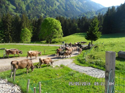 Gallery image of Jausenstation Neuschwand in Hittisau