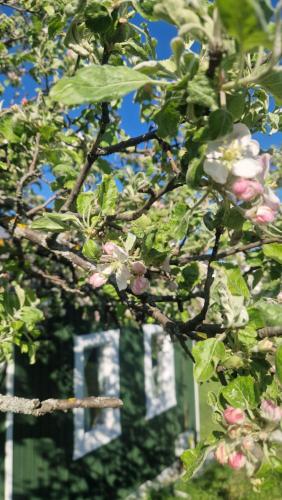 a tree with pink flowers in front of a building at Tiny Nest in Filioara