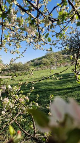 a field of green grass with a fence in the background at Tiny Nest in Filioara